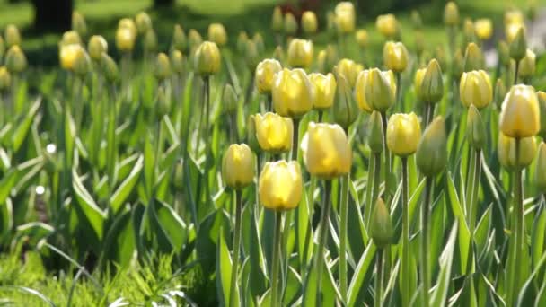Tulipanes amarillos — Vídeo de stock