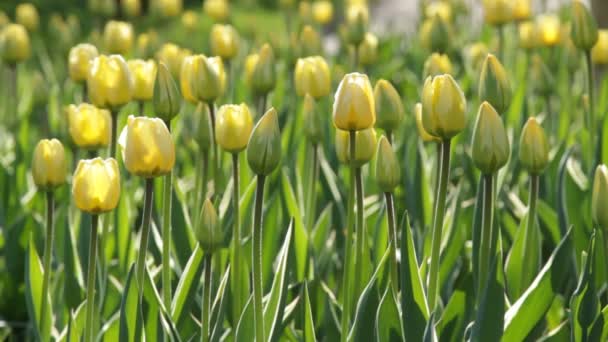 Tulipanes amarillos — Vídeos de Stock