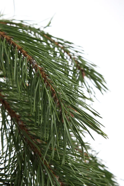 Kerst Dennenboom Geïsoleerd Wit — Stockfoto