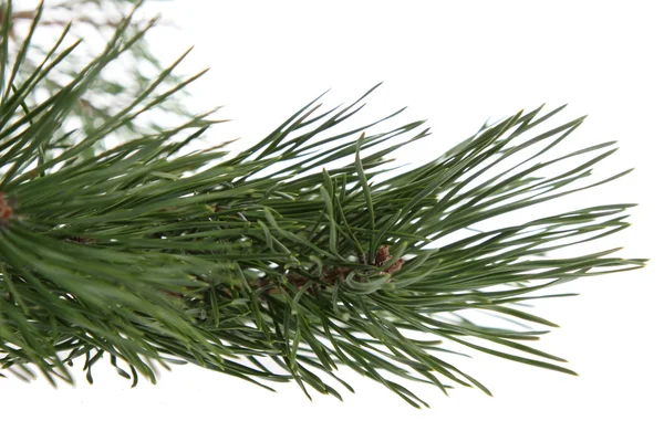 Natural Pine Branch Isolated White Stock Image