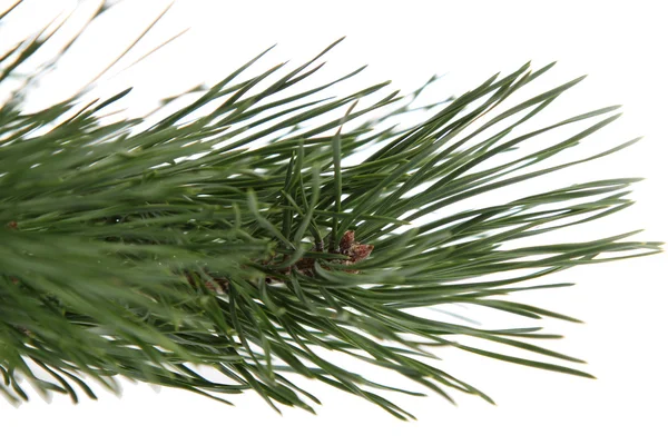 Close Fir Tree Branch Isolated Royalty Free Stock Images
