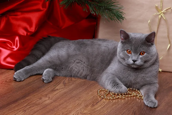 Lustige Katze und Weihnachtsbaum — Stockfoto