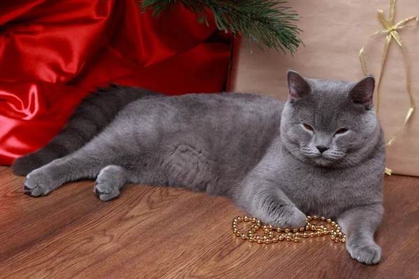 Grappige kat en kerstboom — Stockfoto