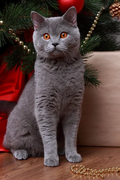 Funny cat and christmas tree — Stock Photo, Image