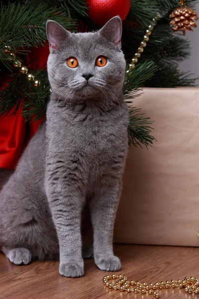 Забавная кошка и рождественская ёлка — стоковое фото