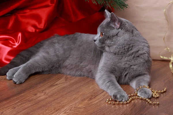 Funny cat and christmas tree — Stock Photo, Image