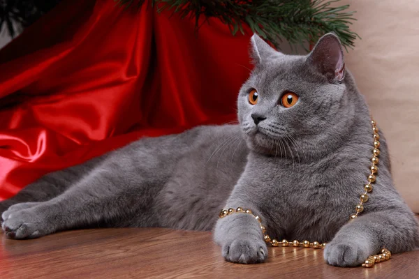 Lustige Katze und Weihnachtsbaum — Stockfoto