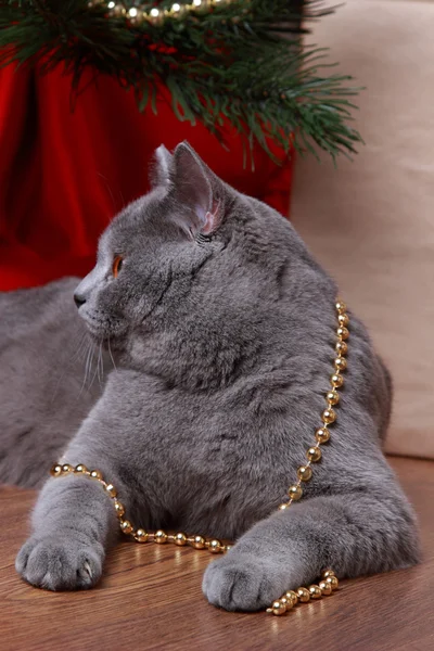 Chat Gris Britannique Noël Sur Fond Bois Sur Thème Des — Photo