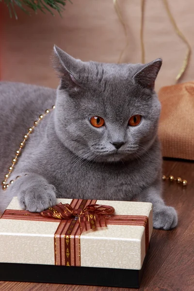 Gato Gris Británico Navidad Sobre Fondo Madera Tema Vacaciones —  Fotos de Stock