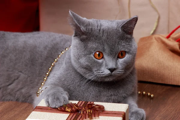 Gato Gris Británico Navidad Sobre Fondo Madera Tema Vacaciones —  Fotos de Stock