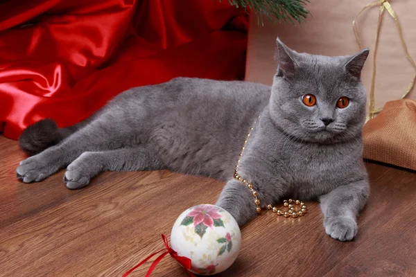 Komik kedi ve Noel ağacı — Stok fotoğraf