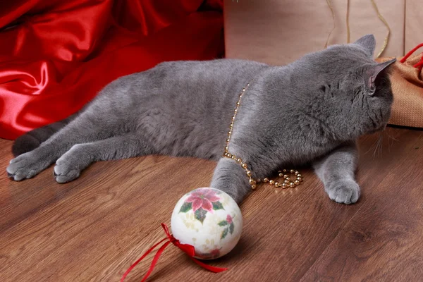 Funny cat and christmas tree — Stock Photo, Image