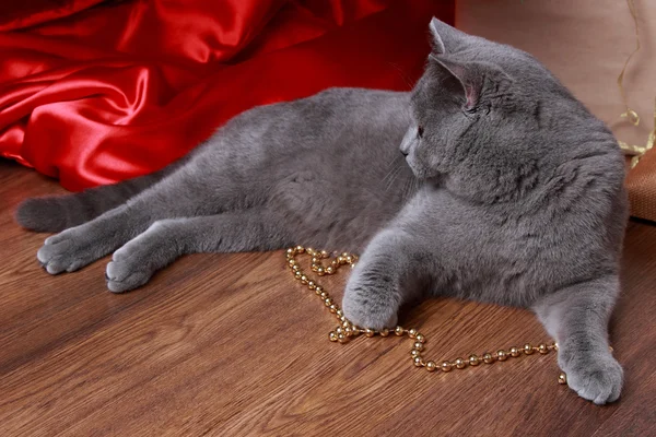 Lustige Katze und Weihnachtsbaum — Stockfoto