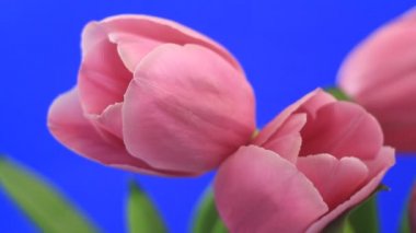 Pembe Laleler