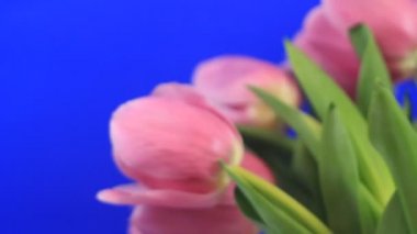 Pembe Laleler