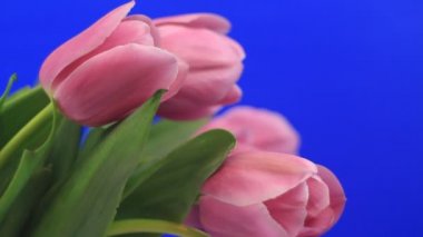 Pembe Laleler