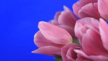 Pembe Laleler