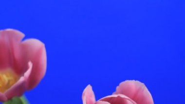 Pembe Laleler