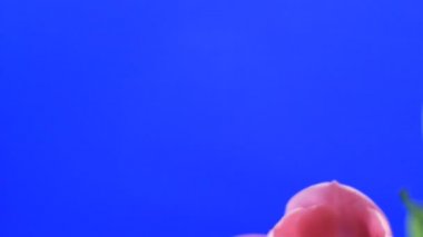 çiçek çiçekler