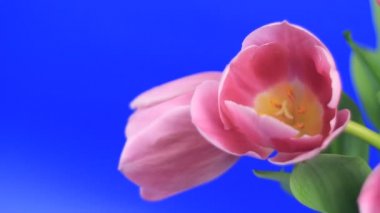 Pembe Laleler