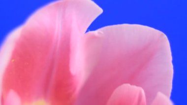 Pembe Laleler