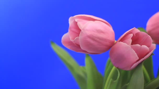 Tulipani rosa — Video Stock