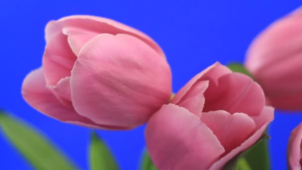 Цвітіння квіти — стокове відео