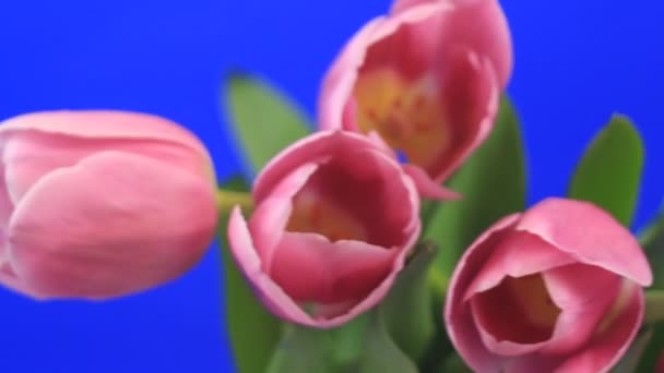 Fiori di fiori — Video Stock