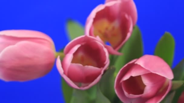 Růžové tulipány — Stock video