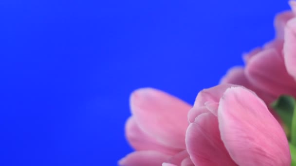 盛开的花 — 图库视频影像