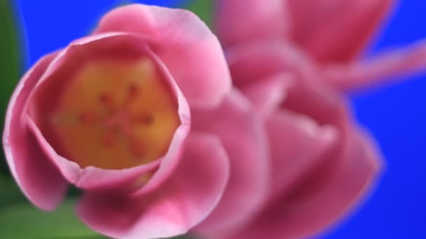 Tulipanes rosados — Vídeo de stock