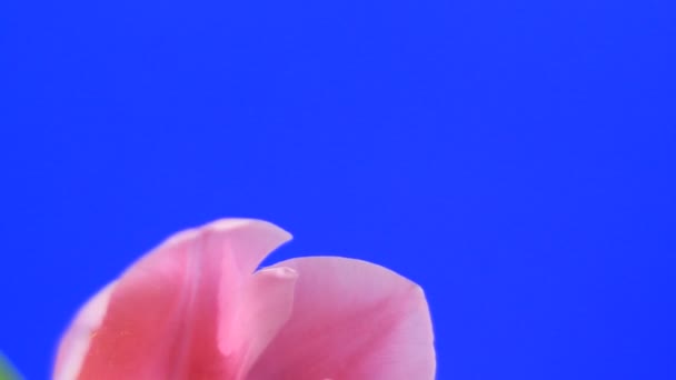 Roze tulpen — Stockvideo