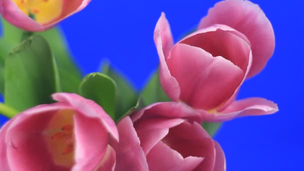 Růžové tulipány — Stock video