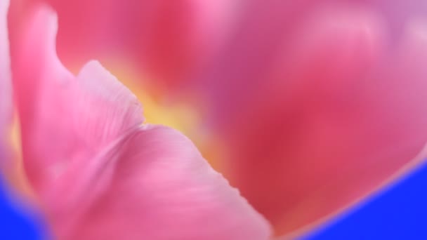 Розовый тюльпан — стоковое видео