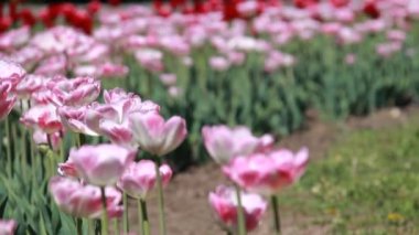 Renkli Lale güzel görünüm