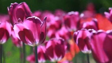 Renkli Lale güzel görünüm