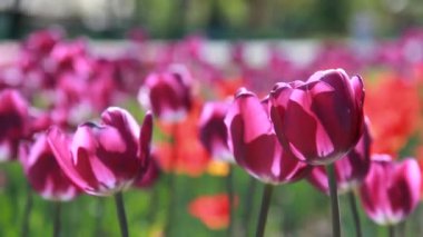 Renkli Lale güzel görünüm