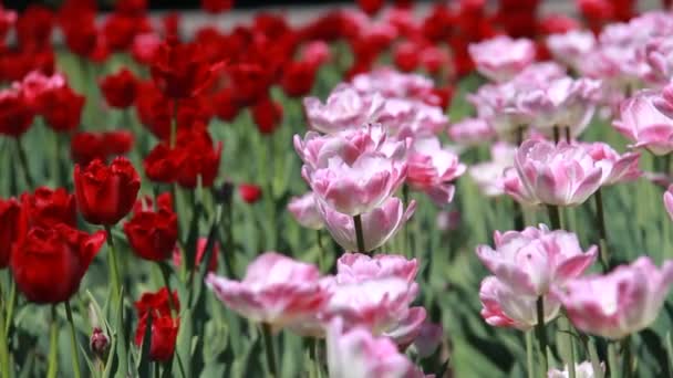Hermosa vista en tulipanes coloridos — Vídeo de stock