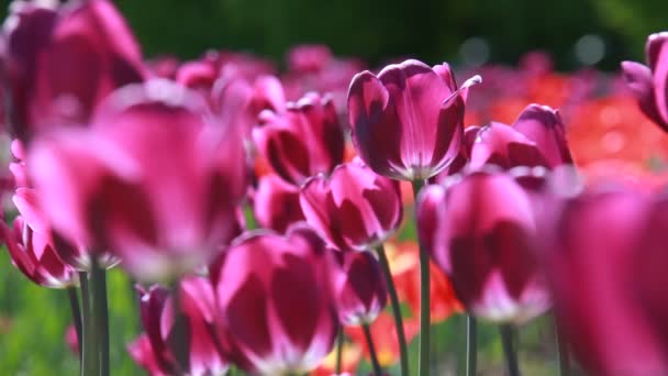 Цветные тюльпаны — стоковое видео