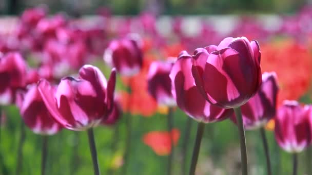 Hermosa vista en tulipanes coloridos — Vídeo de stock