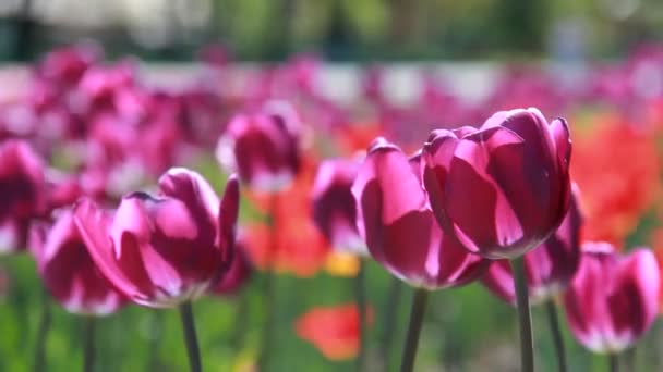 Beautiful view on colorful tulips — Stock Video