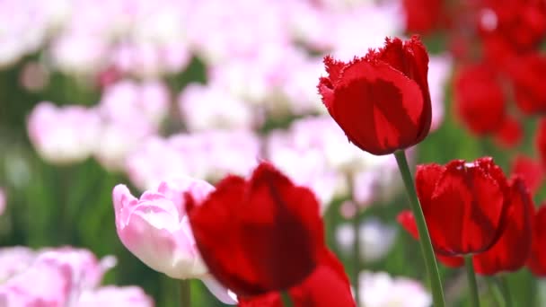 Belle vue sur les tulipes colorées — Video