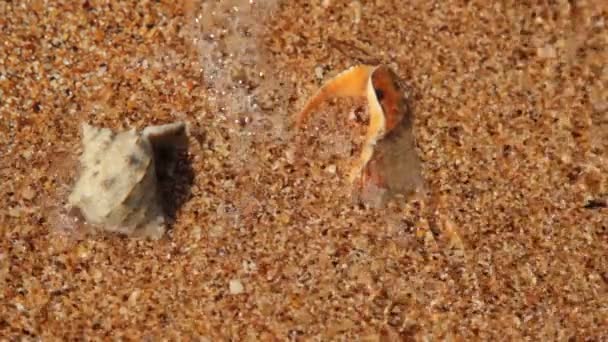 바다 모래 텍스처 — 비디오