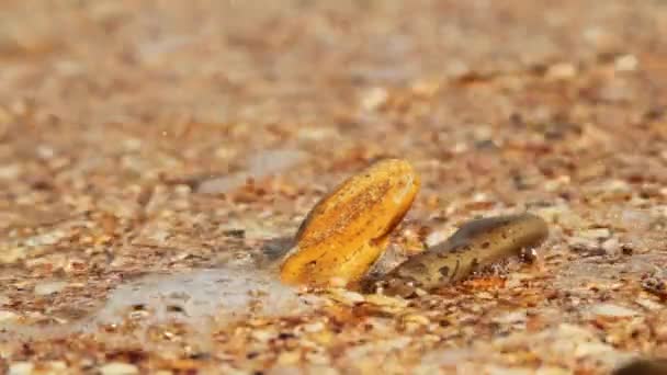 Textura de areia do mar — Vídeo de Stock