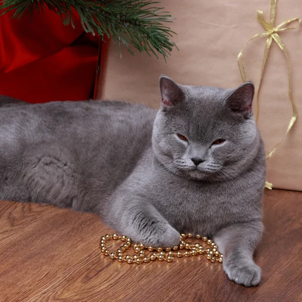 Katt til jul – stockfoto