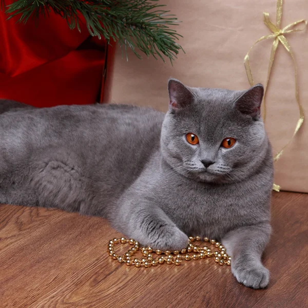 Cat on Christmas — Stockfoto