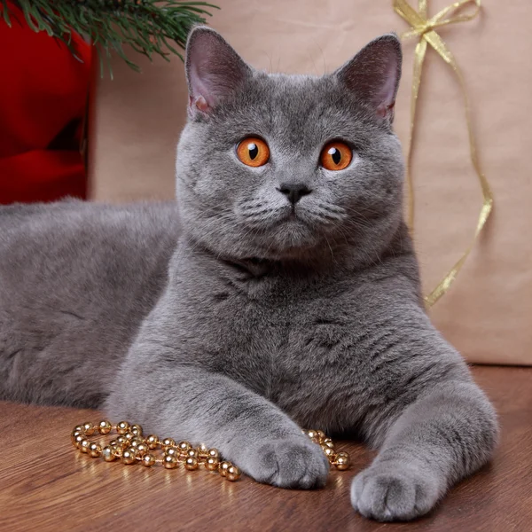 Katze an Weihnachten — Stockfoto