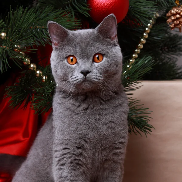 Katze an Weihnachten — Stockfoto