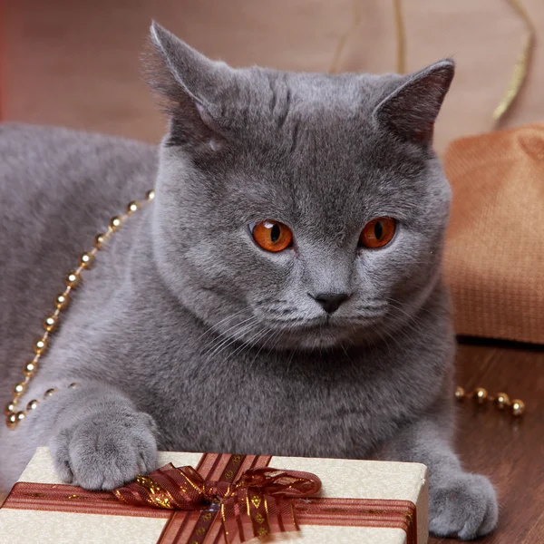 Afbeelding van Britse kat met gele ogen — Stockfoto