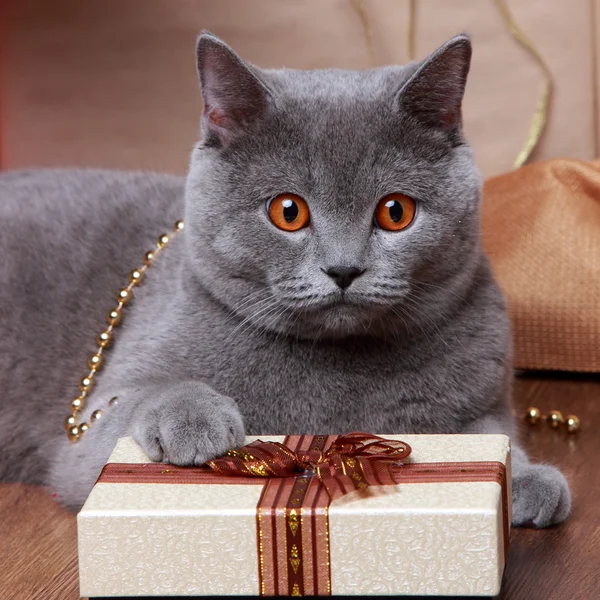 Wizerunek brytyjski kot z żółte oczy — Zdjęcie stockowe